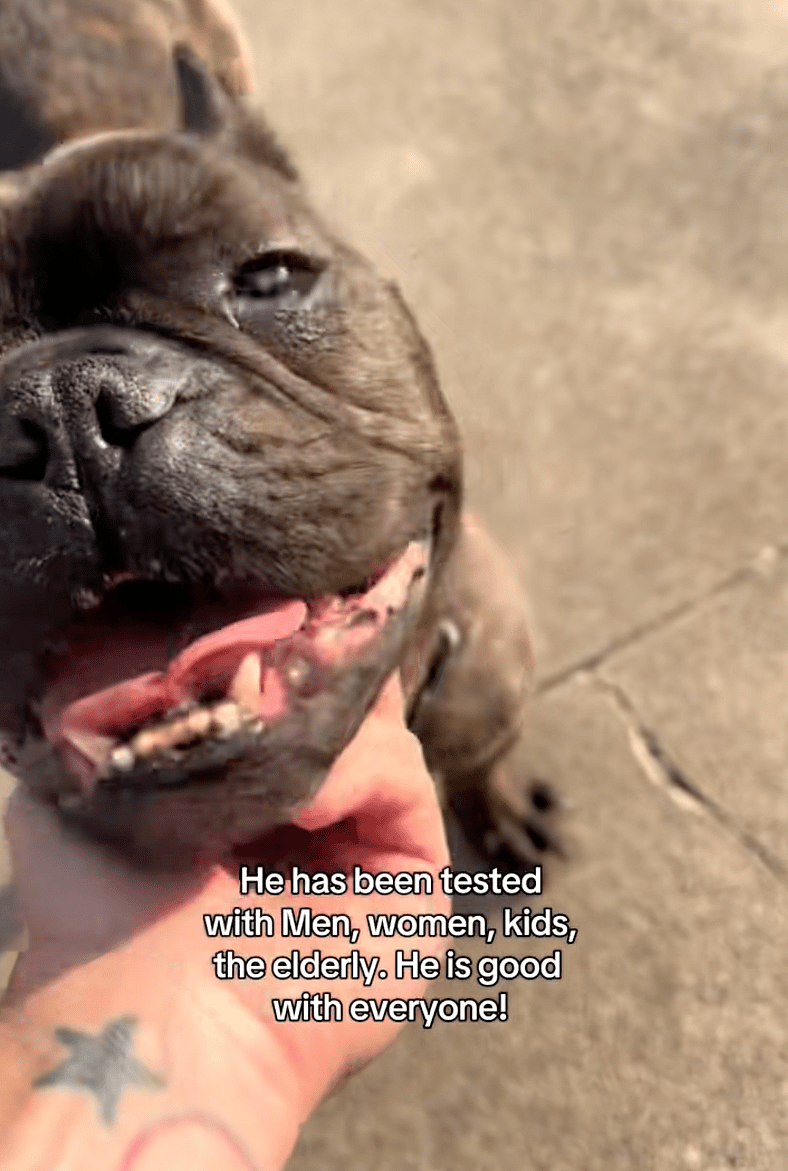 Hendrix - 248 Days Later, This Good Boy Is Still Waiting for His Forever